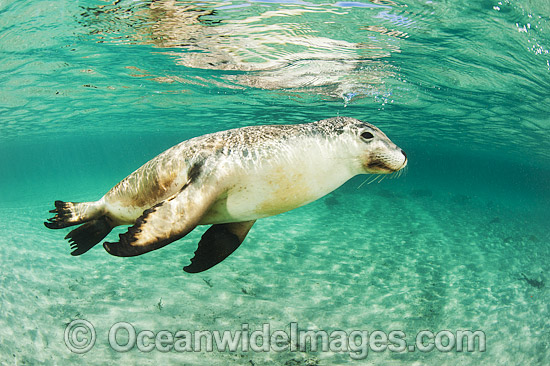Australian Sea Lion photo Australian Sea Lion photo
