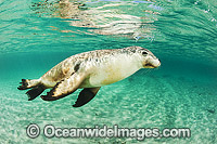 Australian Sea Lion Photo - Gary Bell