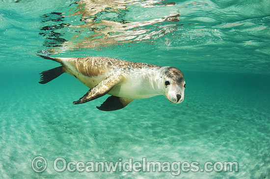 Australian Sea Lion swimming photo