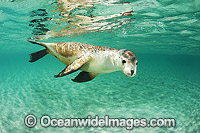 Australian Sea Lion swimming Photo - Gary Bell