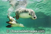 Australian Sea Lion Photo - Gary Bell