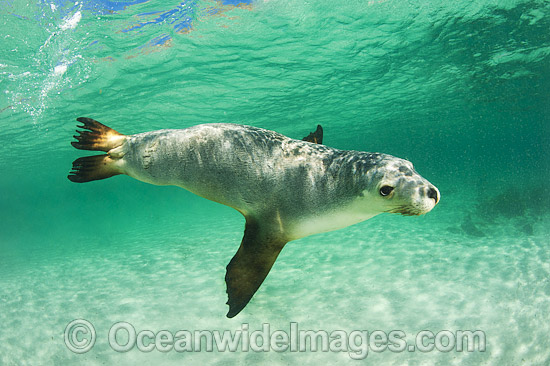 Australian Sea Lion swimming photo