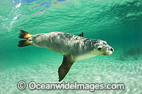 Australian Sea Lion swimming Photo - Gary Bell