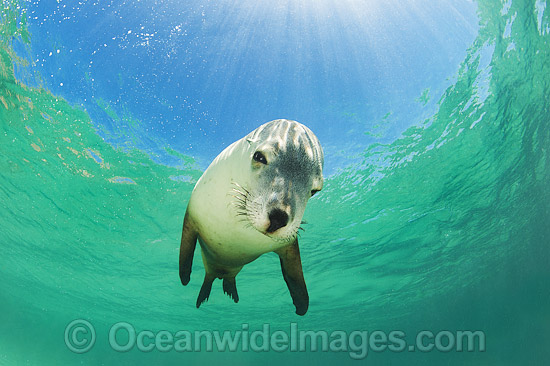 Australian Sea Lion swimming photo