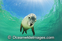 Australian Sea Lion swimming Photo - Gary Bell