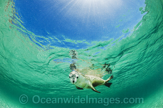 Australian Sea Lion photo
