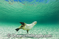 Australian Sea Lion swimming Photo - Gary Bell
