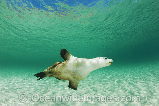 Australian Sea Lion swimming photo Australian Sea Lion swimming photo