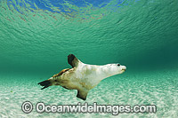 Australian Sea Lion swimming Photo - Gary Bell