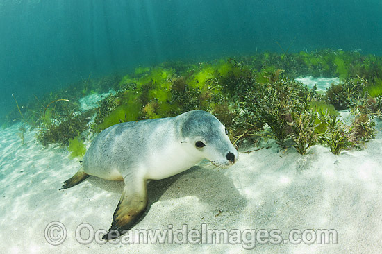 Australian Sea Lion photo