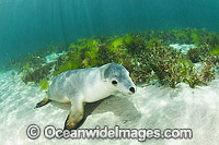 Australian Sea Lion Photo - Gary Bell