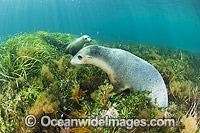 Australian Sea Lion swimming Photo - Gary Bell