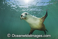 Australian Sea Lion Photo - Gary Bell