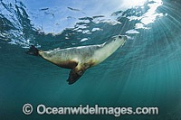 Australian Sea Lion swimming Photo - Gary Bell