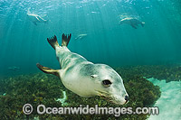 Australian Sea Lion Photo - Gary Bell