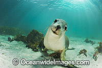 Australian Sea Lion swimming Photo - Gary Bell