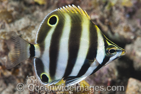 Six-banded Coral Fish Tilodon sexfasciatus photo Six-banded Coral Fish Tilodon sexfasciatus photo