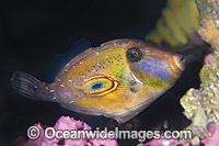 Horseshoe Leatherjacket Meuschenia hippocrepis Photo - Gary Bell