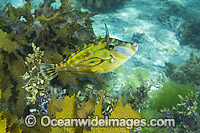 Horseshoe Leatherjacket South Australia Photo - Gary Bell