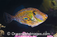 Horseshoe Leatherjacket Edithburgh Photo - Gary Bell