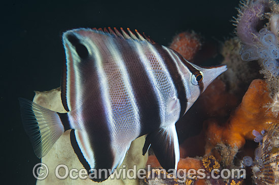 Western Talma Chelmonops curiosus photo Western Talma Chelmonops curiosus photo