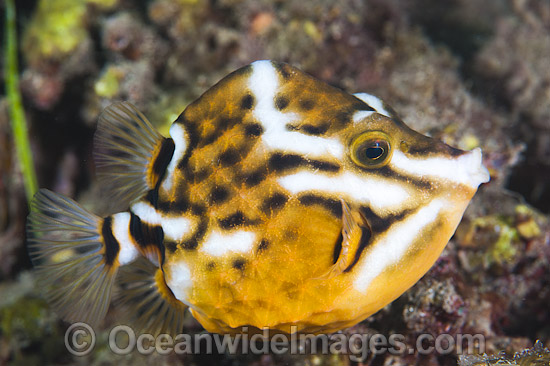 White-barred Boxfish Anoplocapros lenticularis photo