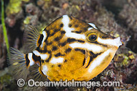 White-barred Boxfish Anoplocapros lenticularis Photo - Gary Bell