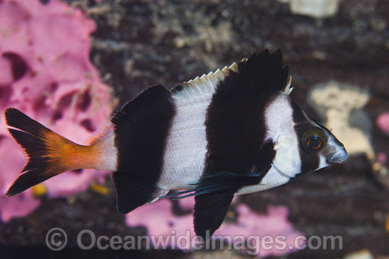 Magpie Perch Cheilodactylus nigripes photo Magpie Perch Cheilodactylus nigripes photo