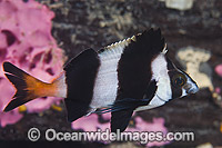 Magpie Perch Cheilodactylus nigripes Photo - Gary Bell