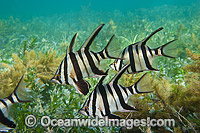 Old Wife Enoplosus armatus Photo - Gary Bell