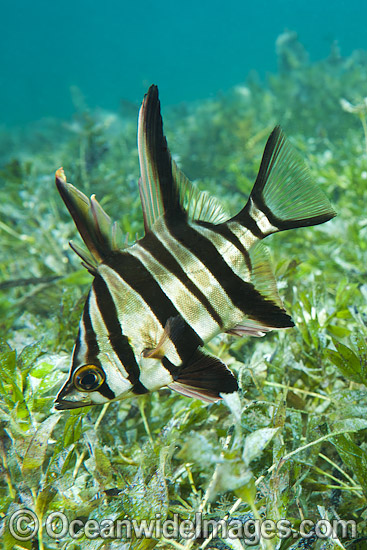Old Wife Enoplosus armatus photo Old Wife Enoplosus armatus photo