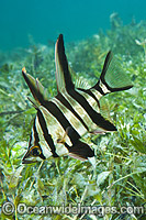 Old Wife Enoplosus armatus Photo - Gary Bell
