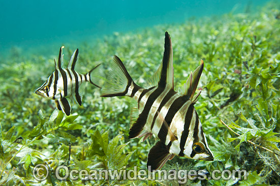Old Wife Enoplosus armatus photo Old Wife Enoplosus armatus photo