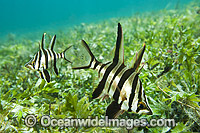 Old Wife Enoplosus armatus Photo - Gary Bell