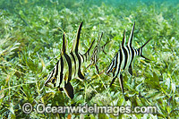 Old Wife Enoplosus armatus Photo - Gary Bell