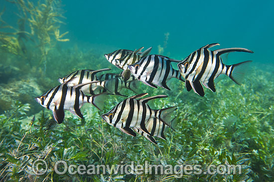 Old Wife Enoplosus armatus photo Old Wife Enoplosus armatus photo