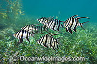 Old Wife Enoplosus armatus Photo - Gary Bell