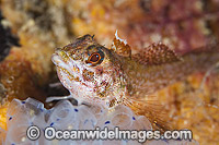 Threefin in Blue Tunicates Photo - Gary Bell