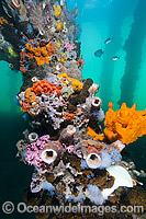 Coralfish at Edithburgh Jetty Photo - Gary Bell