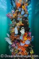 Sponges on Edithburgh Jetty pylons Photo - Gary Bell