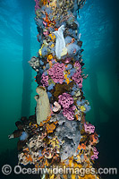 Colourful Edithburgh Jetty pylons Photo - Gary Bell