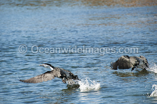 Little Pied Cormorants photo Little Pied Cormorants photo