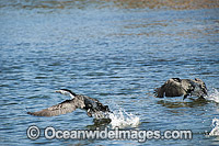 Little Pied Cormorants Photo - Gary Bell