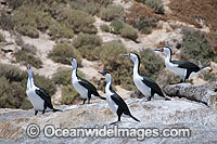 Little Pied and Black-faced Cormorant Photo - Gary Bell