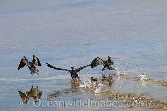 Little Black Cormorants photo Little Black Cormorants photo