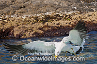 Pacific Gull in flight Photo - Gary Bell