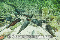 Pollution under Jetty Photo - Gary Bell