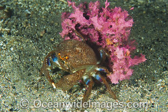 Sponge Crab with sponge cover photo Sponge Crab with sponge cover photo