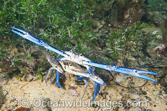 Blue Swimmer Crabs mating photo Blue Swimmer Crabs mating photo