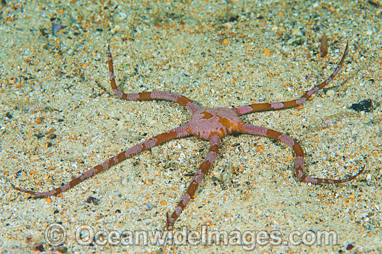 Brittle Star Ophiothrix assimilis photo Brittle Star Ophiothrix assimilis photo
